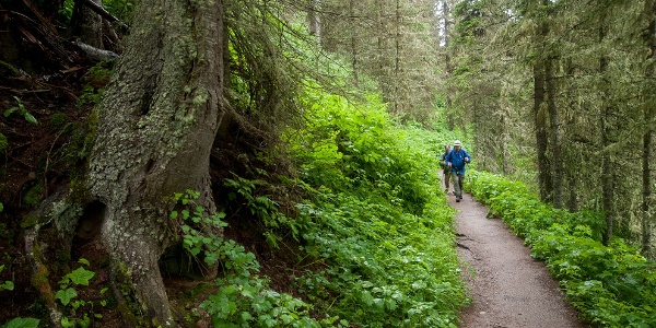 Hikers on a trail in Glacier National Park