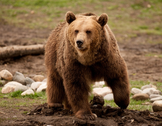 Orso grizzly