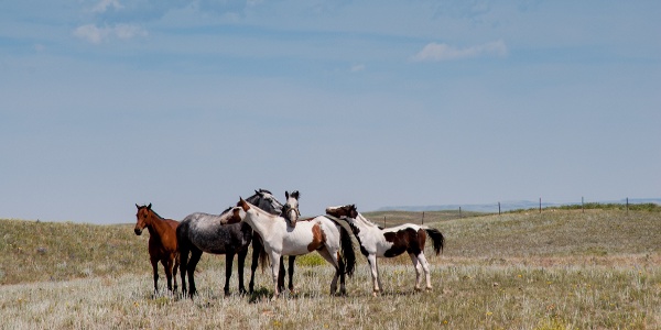 horses in a field