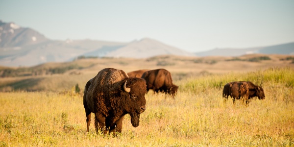 Bison in a field