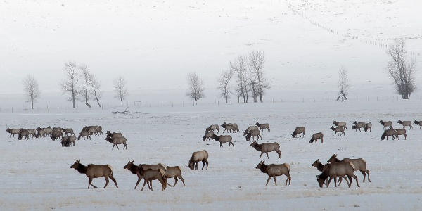 Herd of elk, Lamar Valley, Yellowstone National Pa